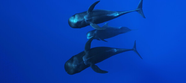 Trois globicéphales nageant en synchronisation dans les eaux bleues profondes de leur habitat naturel.