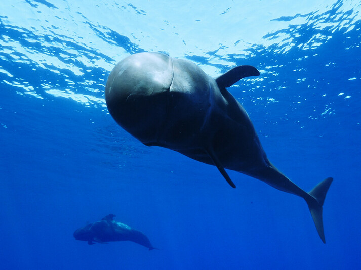 Gros plan sur un globicéphale sous l’eau, accompagné d’un autre cétacé dans l’océan bleu profond.